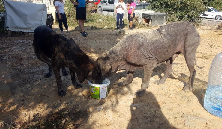 Ormanda aç kalan köpeklere bisikletle mama götürüyorlar