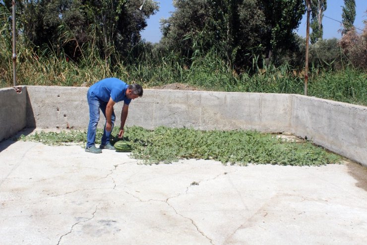 Beton çatlaklarından karpuz çıktı