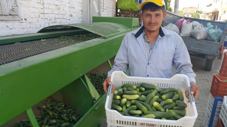 İkinci ürün salatalık yüz güldürüyor