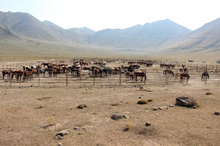 Karaman’da yılkı atları yakalanmaya başladı