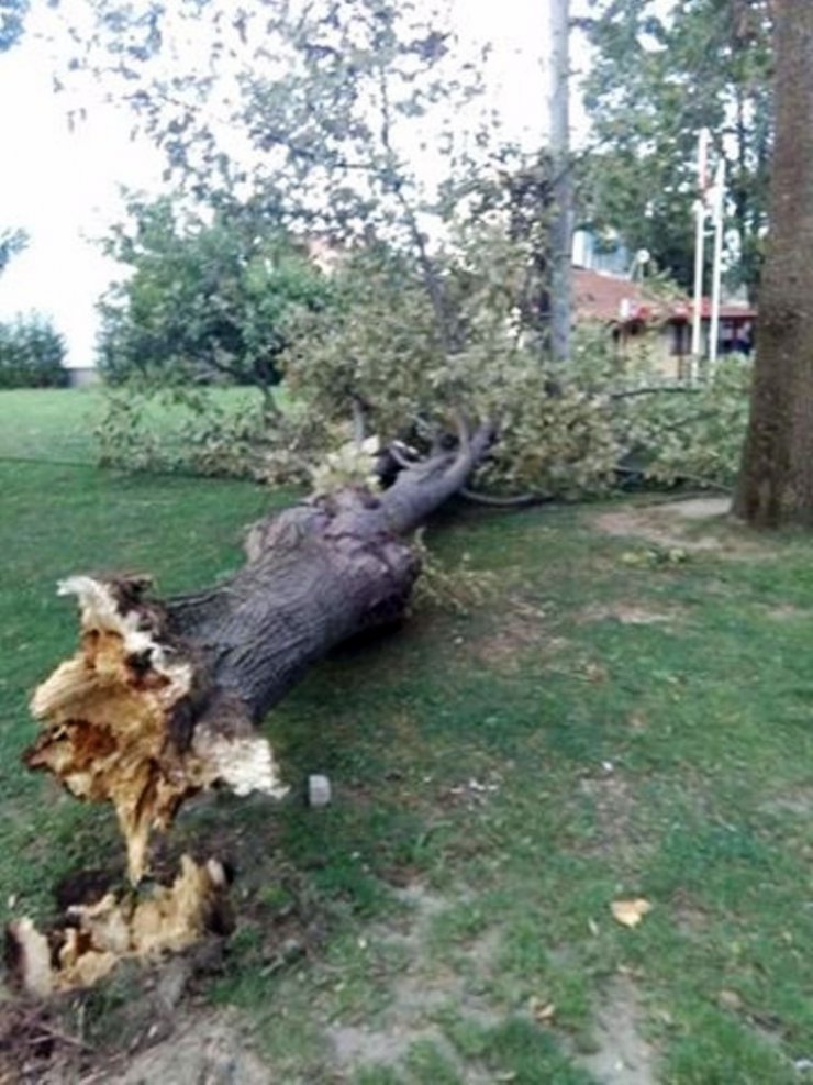 Sakarya’da şiddetli rüzgar ağaçları yerinden söktü