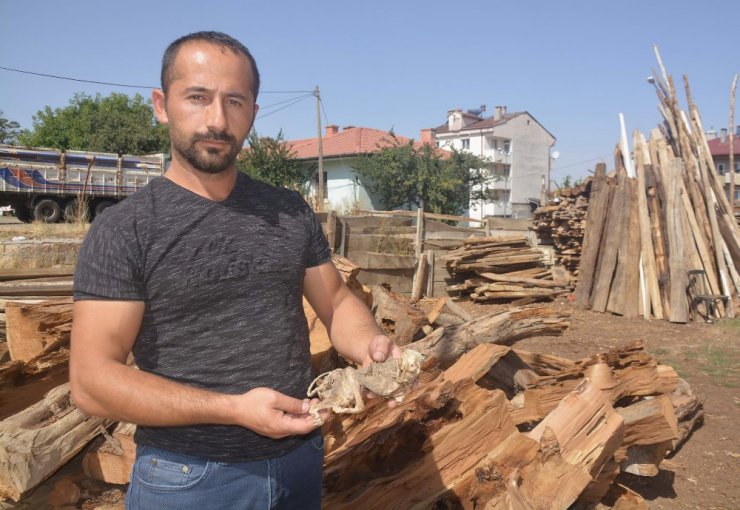 (düzeltme) 500 yıllık ağacın içinden çıkan hayvan iskeleti şaşırttı