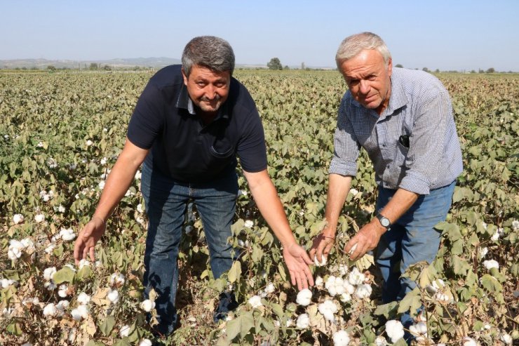 ‘Beyaz altın’ hasada hazırlanıyor