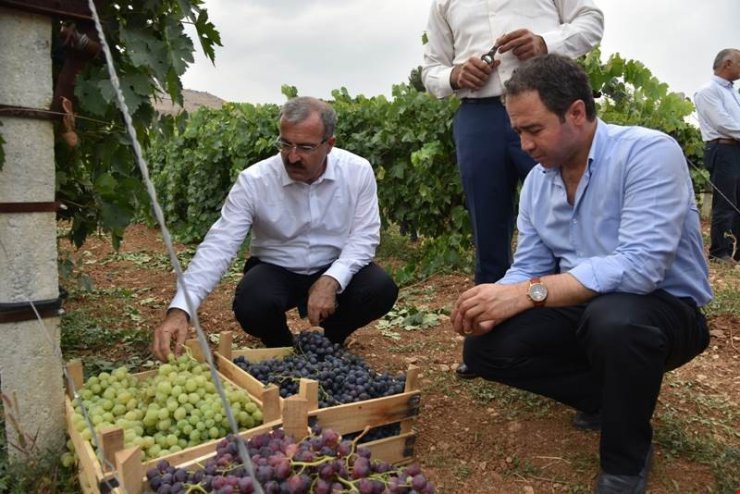 Tokat’ta 18 sofralık üzüm çeşidi denemesi yapılıyor