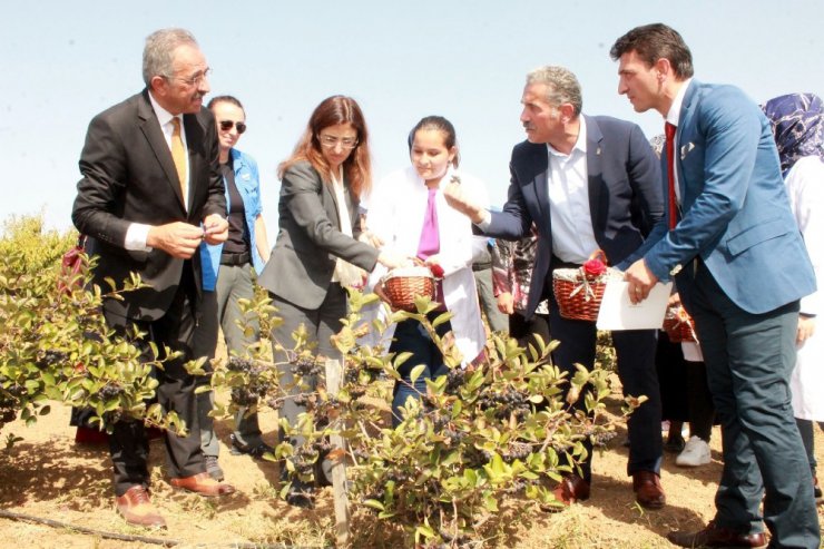 Kanser savaşçısı bitki artık Türkiye’de de üretiliyor