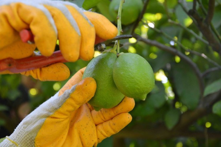 Muğla’da limon hasadı başladı