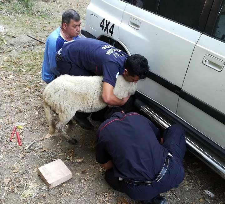 Aracın çamurluğuna kafası sıkışan kuzuyu itfaiye kurtardı