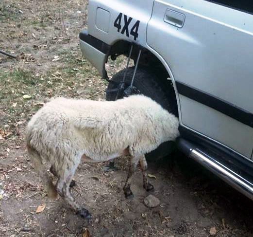 Aracın çamurluğuna kafası sıkışan kuzuyu itfaiye kurtardı