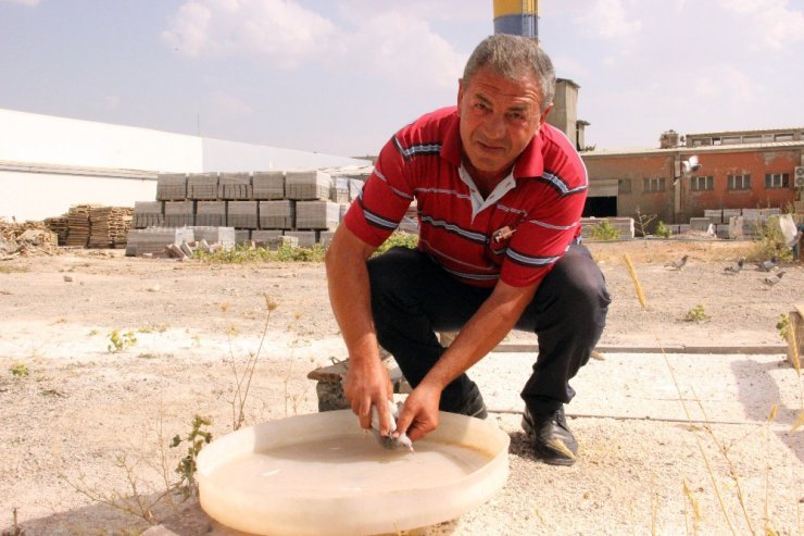 Bulduğu taklacı güvercinin sahibini arıyor