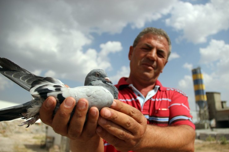 Bulduğu taklacı güvercinin sahibini arıyor