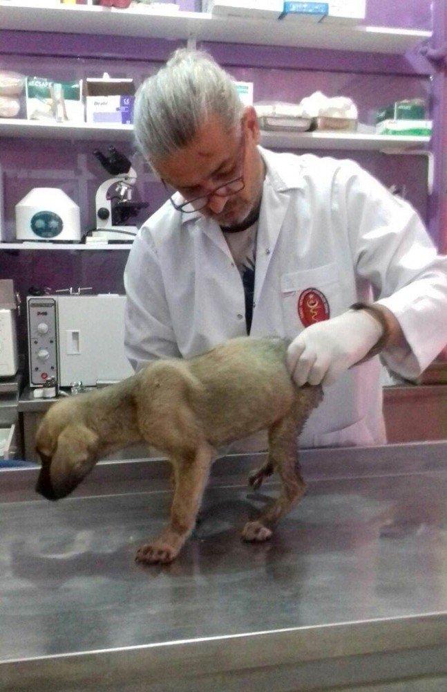 Yaralı köpeğe Niksar Belediyesi sahip çıktı