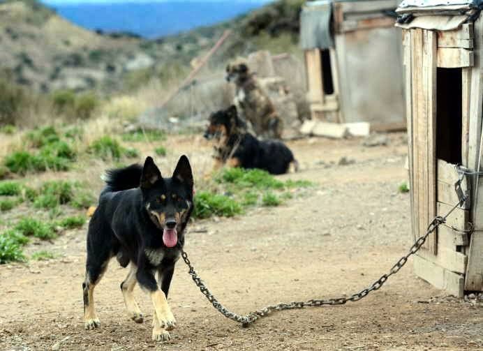 Arjantinli çift tam 62 tane hayvana bakıyor