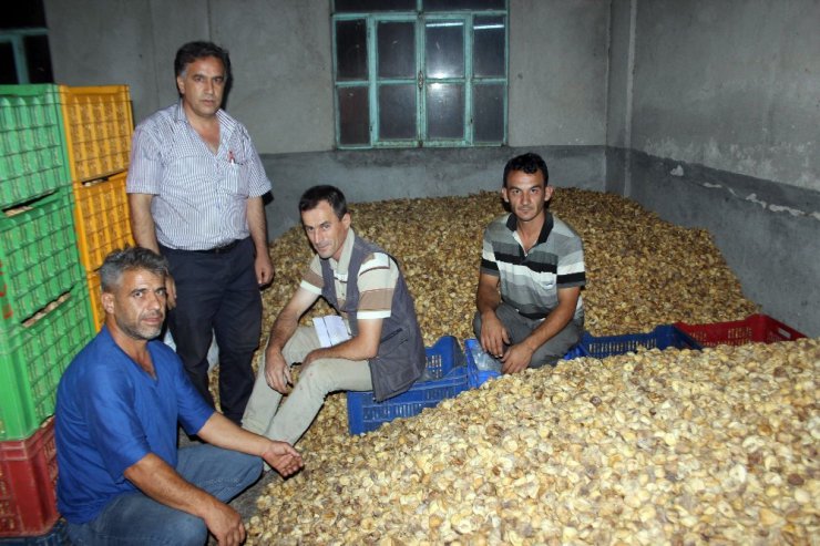 İncirde hasat sezonu sona erdi, altın yılını yaşayan üretici mutlu