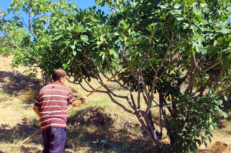 İncirde hasat sezonu sona erdi, altın yılını yaşayan üretici mutlu