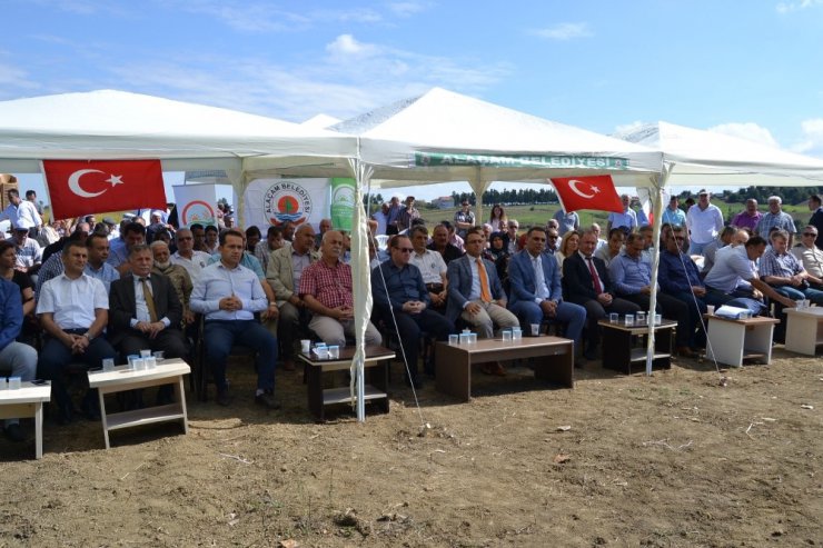 Alaçam’da çeltik hasat günü