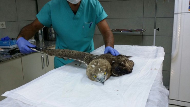 Küçükçekmece’de yaralı halde bulunan yılan kartalı tedavi altına alındı