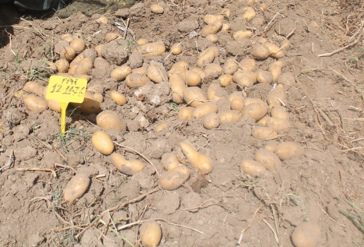 Yerli patateslerin hasadı yapıldı