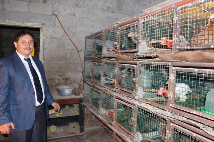 Süs tavukları Trabzon’da podyuma çıkacak