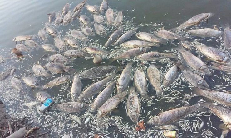 Üst üste yaşanan balık ölümleri korkutuyor
