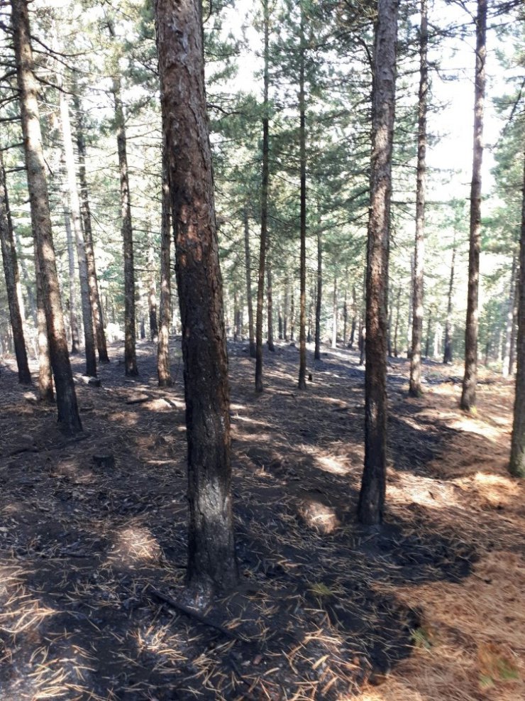 Edremit Orman’ın hızlı müdahalesi orman yangınını önledi