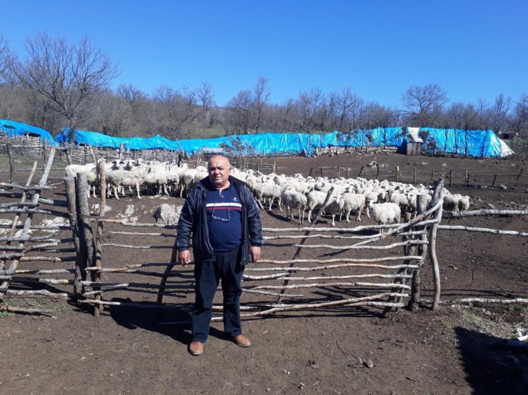 Anaç koyun-keçi destekleme başvuruları devam ediyor