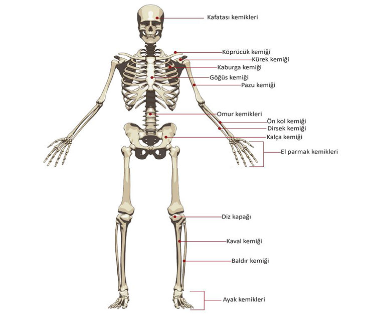 kemik-cesitleri-iskelet.jpg