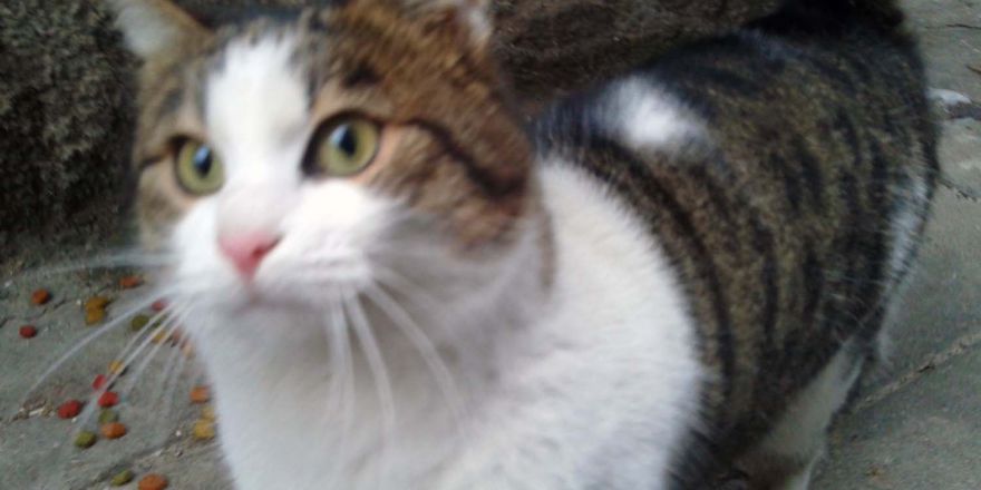 Hem kedi hem kendisi korktu
