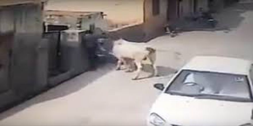 Adama inek saldırdı