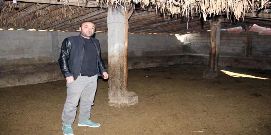 Bu ahır hayvan doluydu: Hepsi çalındı !
