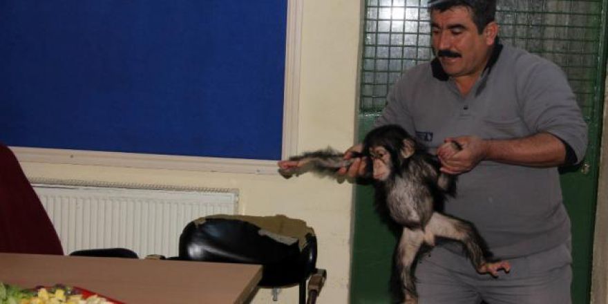 Annesinin bakmadığı minik şempanzeye özel bakım