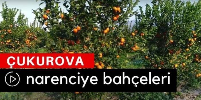 Çukurova Narenciye Bahçeleri Drone Çekimi
