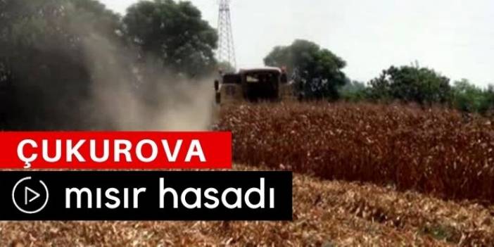 Çukurova Mısır Hasadı Video